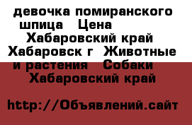 девочка помиранского шпица › Цена ­ 25 000 - Хабаровский край, Хабаровск г. Животные и растения » Собаки   . Хабаровский край